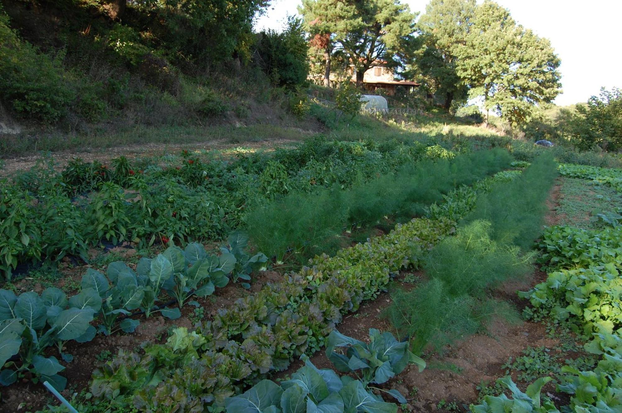 Bio Agriturismo Aia Del Tufo Sorano  Bagian luar foto