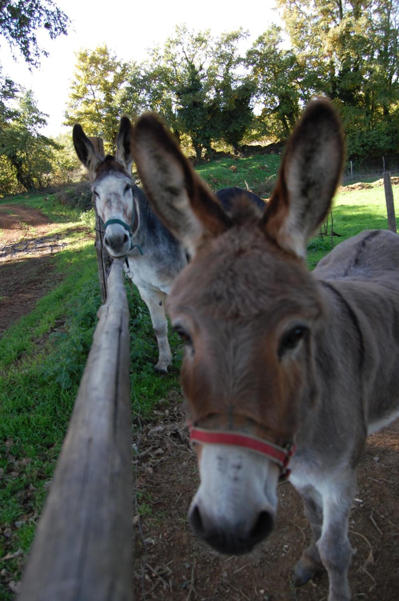 Bio Agriturismo Aia Del Tufo Sorano  Bagian luar foto